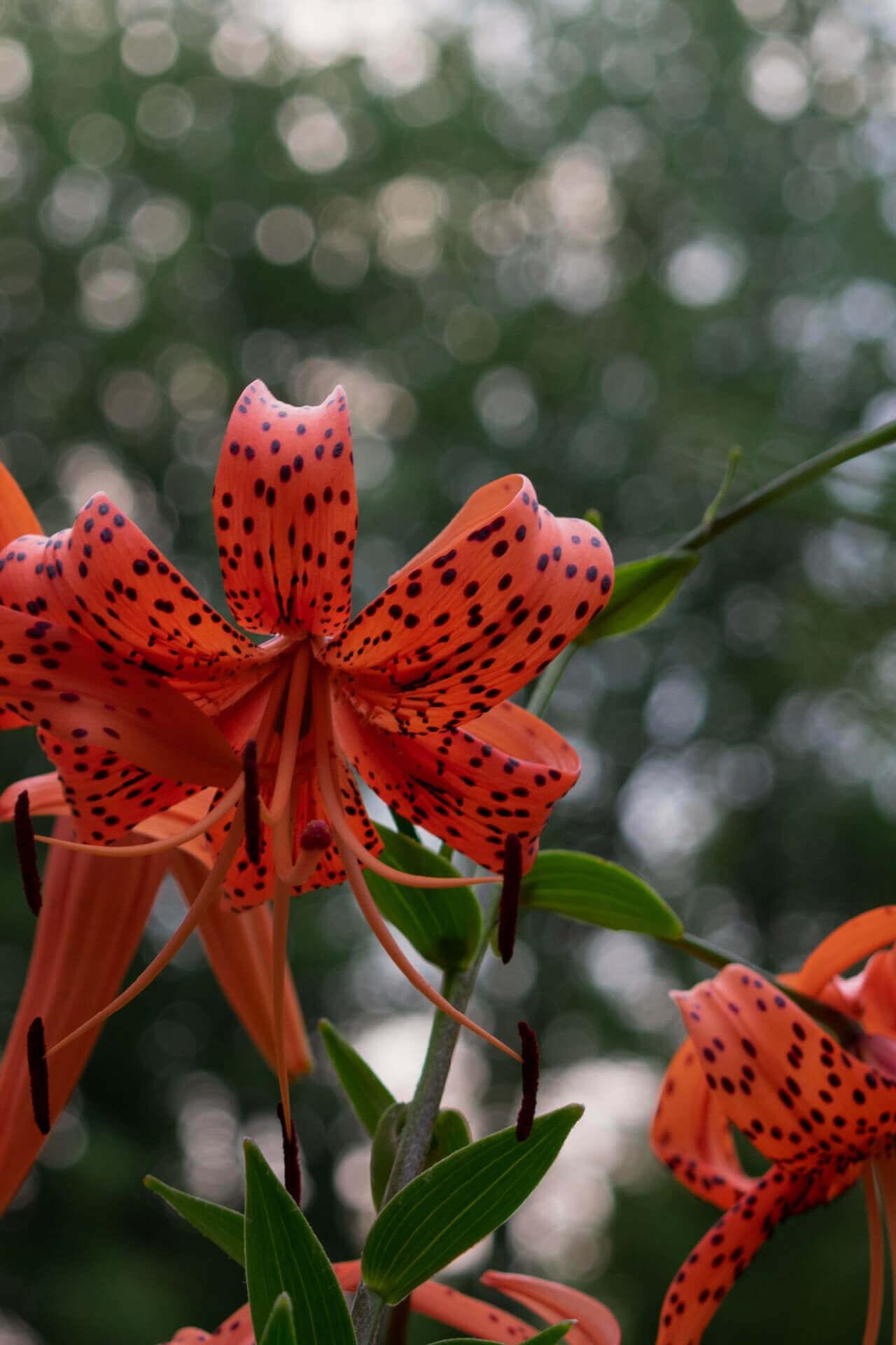 Tiger Lily