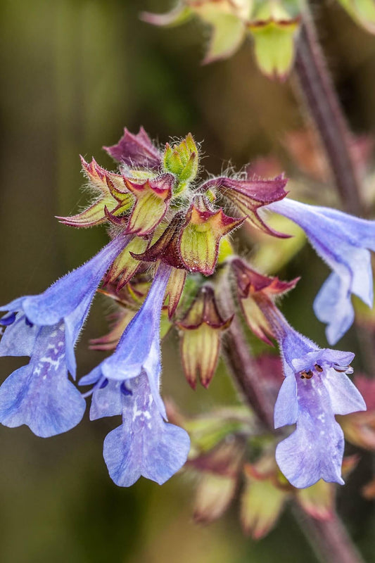 Lyreleaf Sage