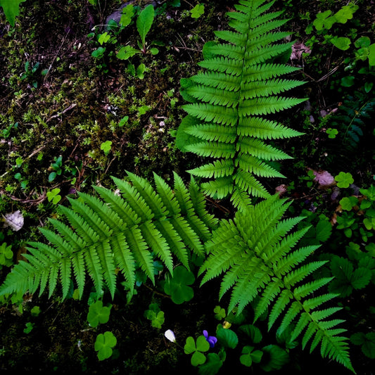 lady fern - TN Nursery