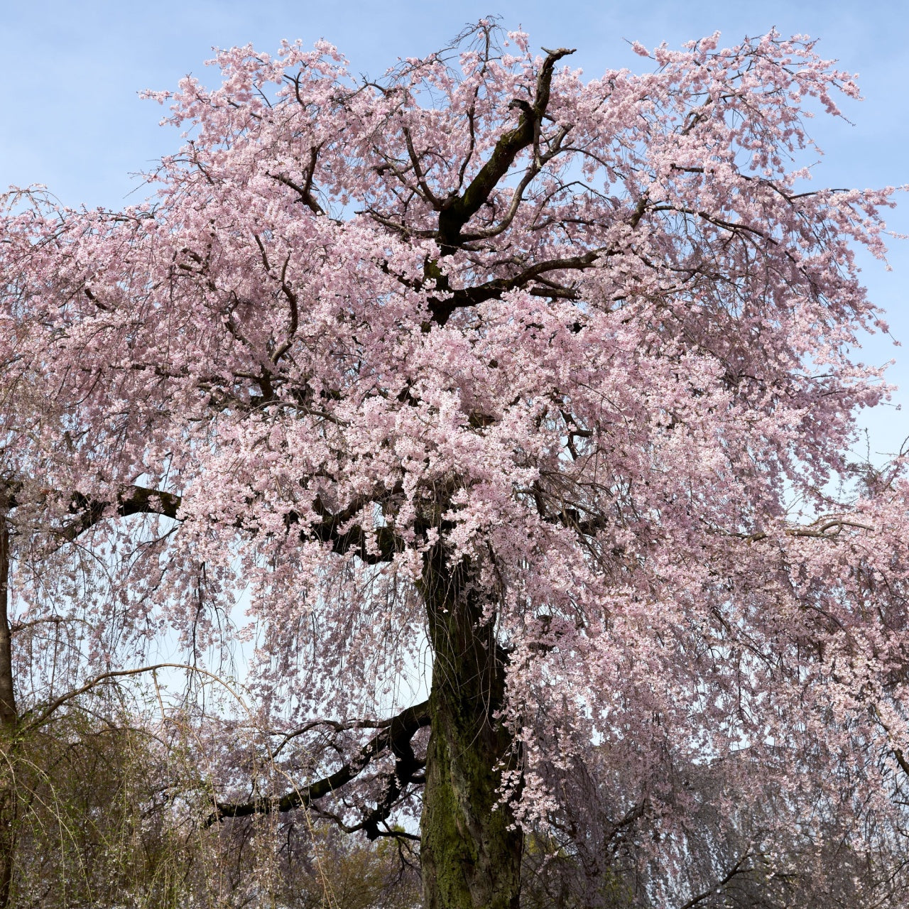 Weeping Cherry Tree