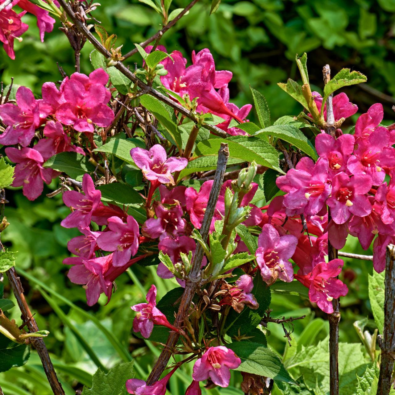 Pink Weigela