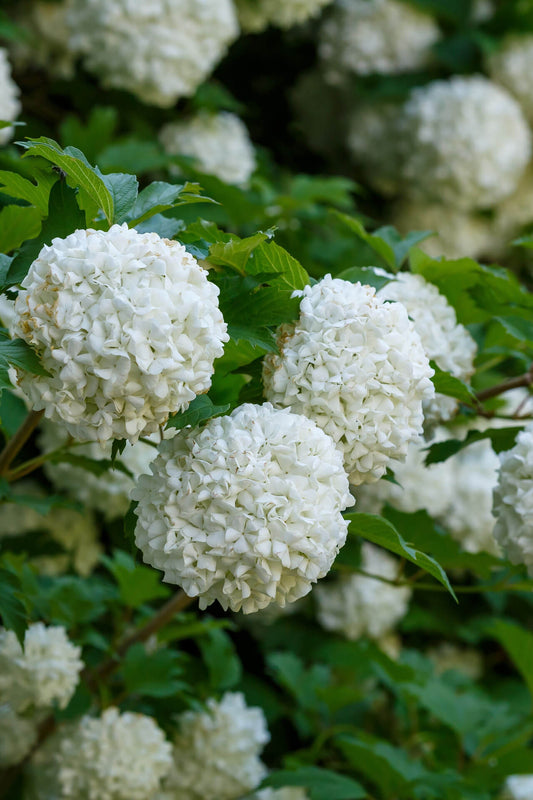 Chinese Snowball Viburnum