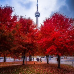 Red Maple Tree