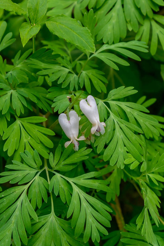 Squirrel Corn