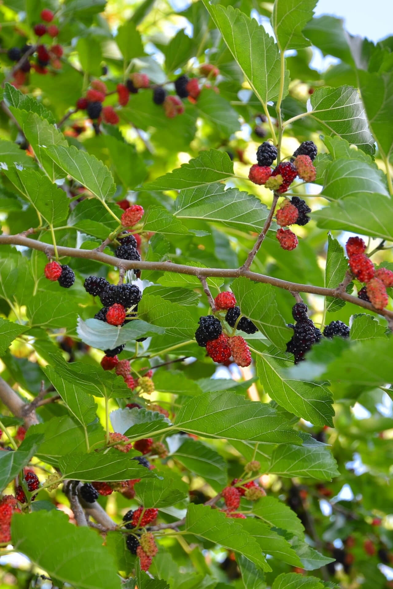 Mulberry Trees For Sale | BOGO Free – Garden Plants Nursery