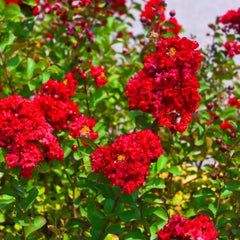 Red Crepe Myrtle