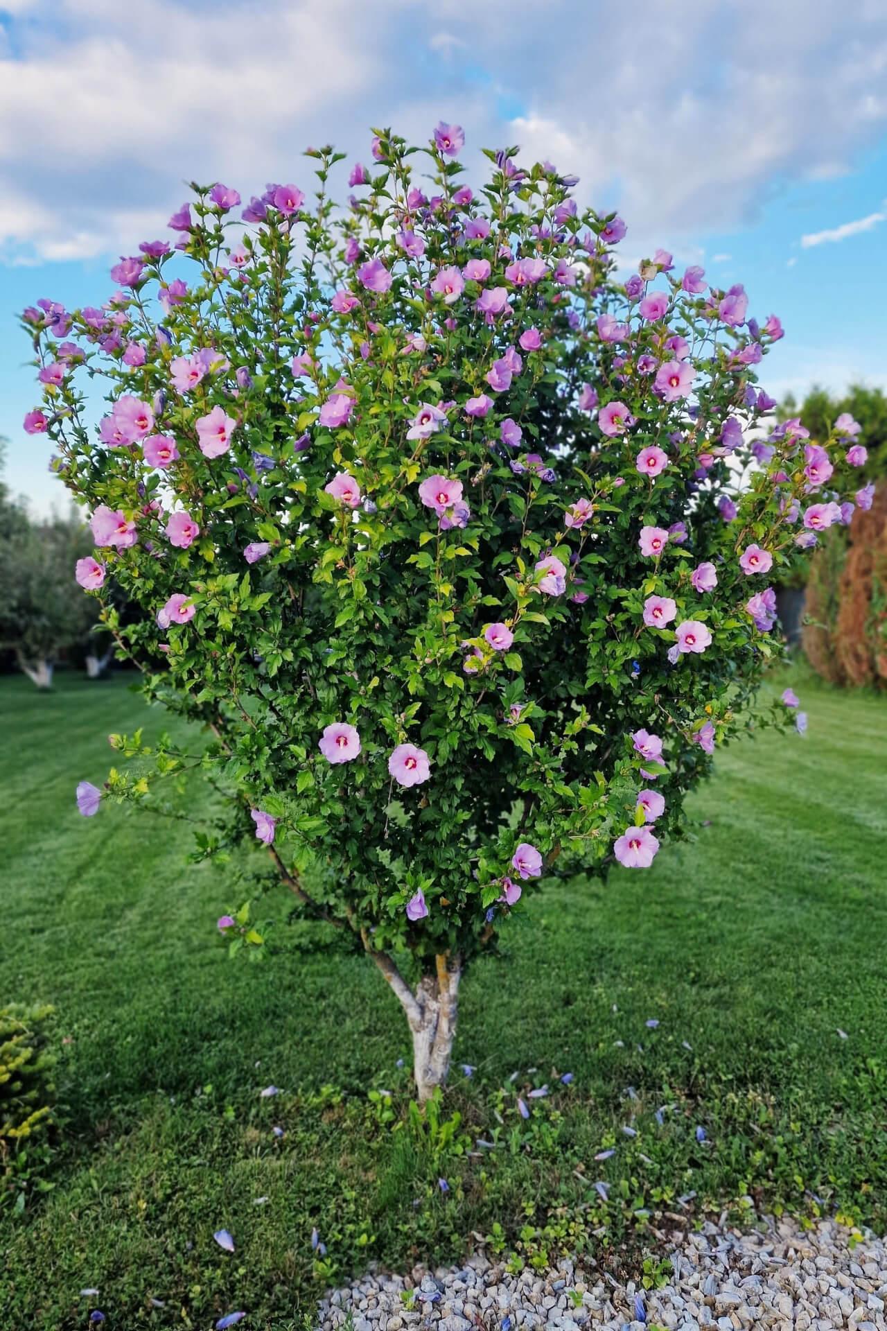 Marsh Hibiscus