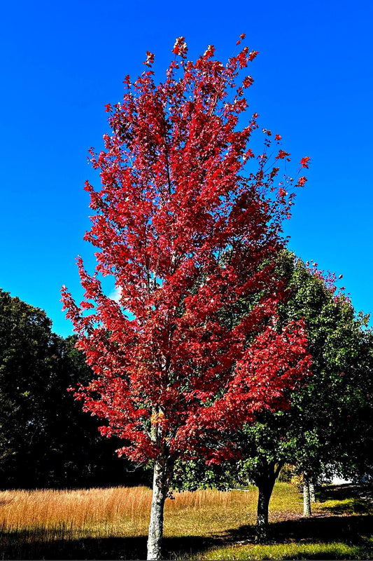 Red Maple Tree