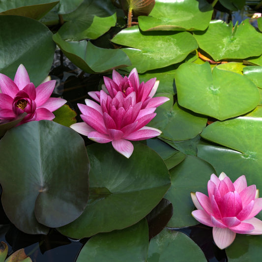 Water lily- TN Nursery