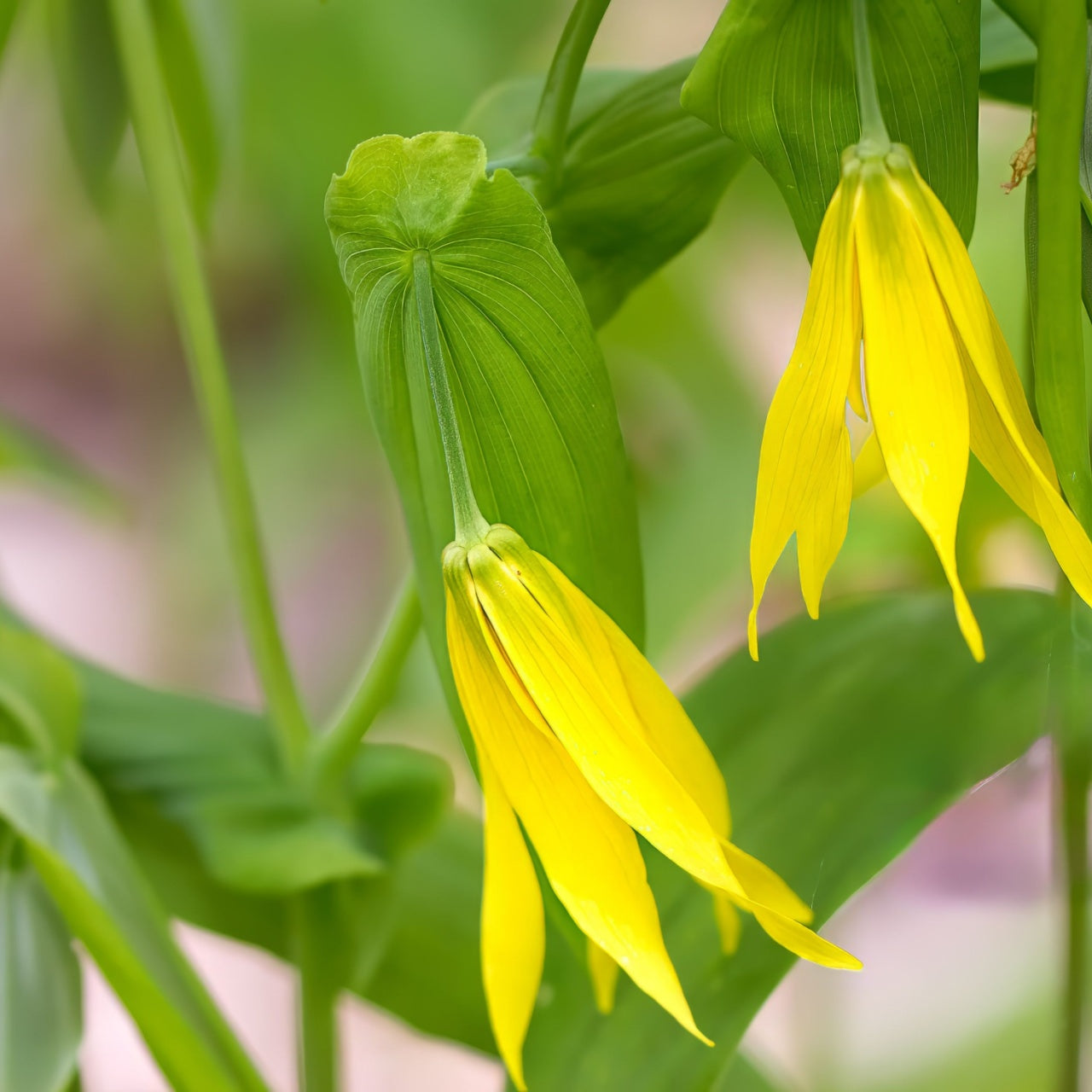 Bellflower - Bellwort