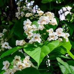 Catalpa Tree