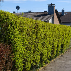 Privet Hedge