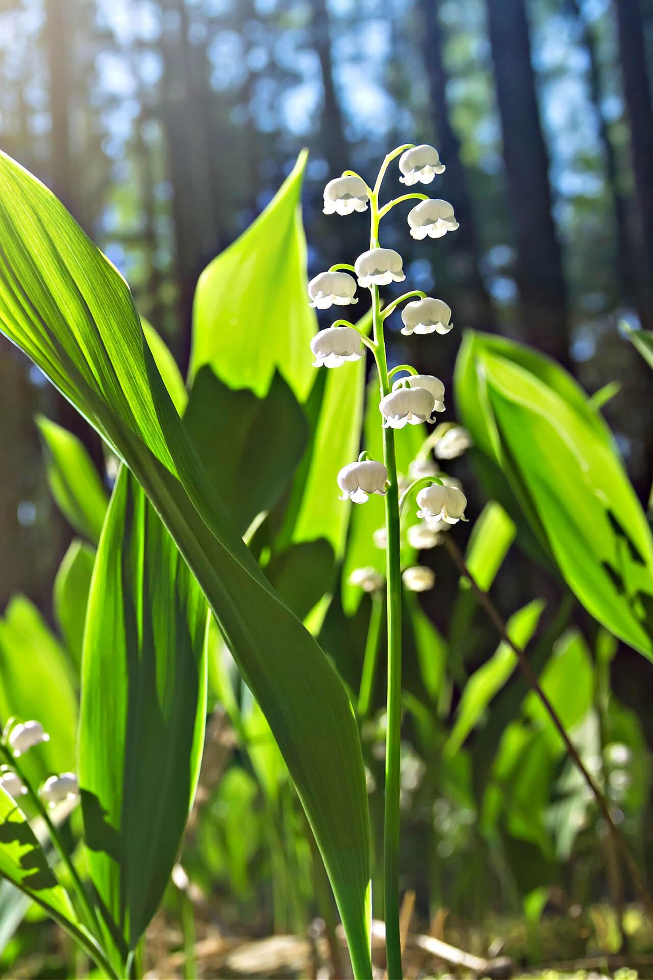 Buy Lily of the Valley  Convallaria Majalis For Sale Online