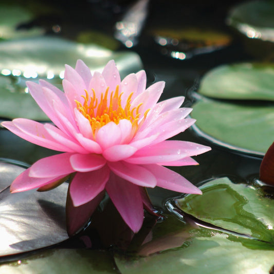 Water Lily