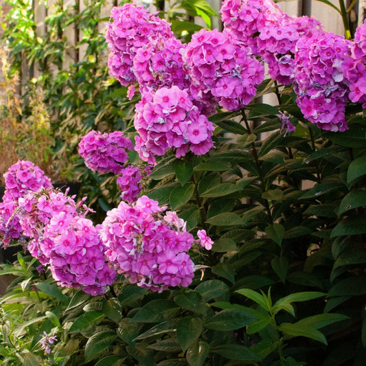 Tall Phlox - TN Nursery