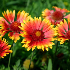 Blanket Flower