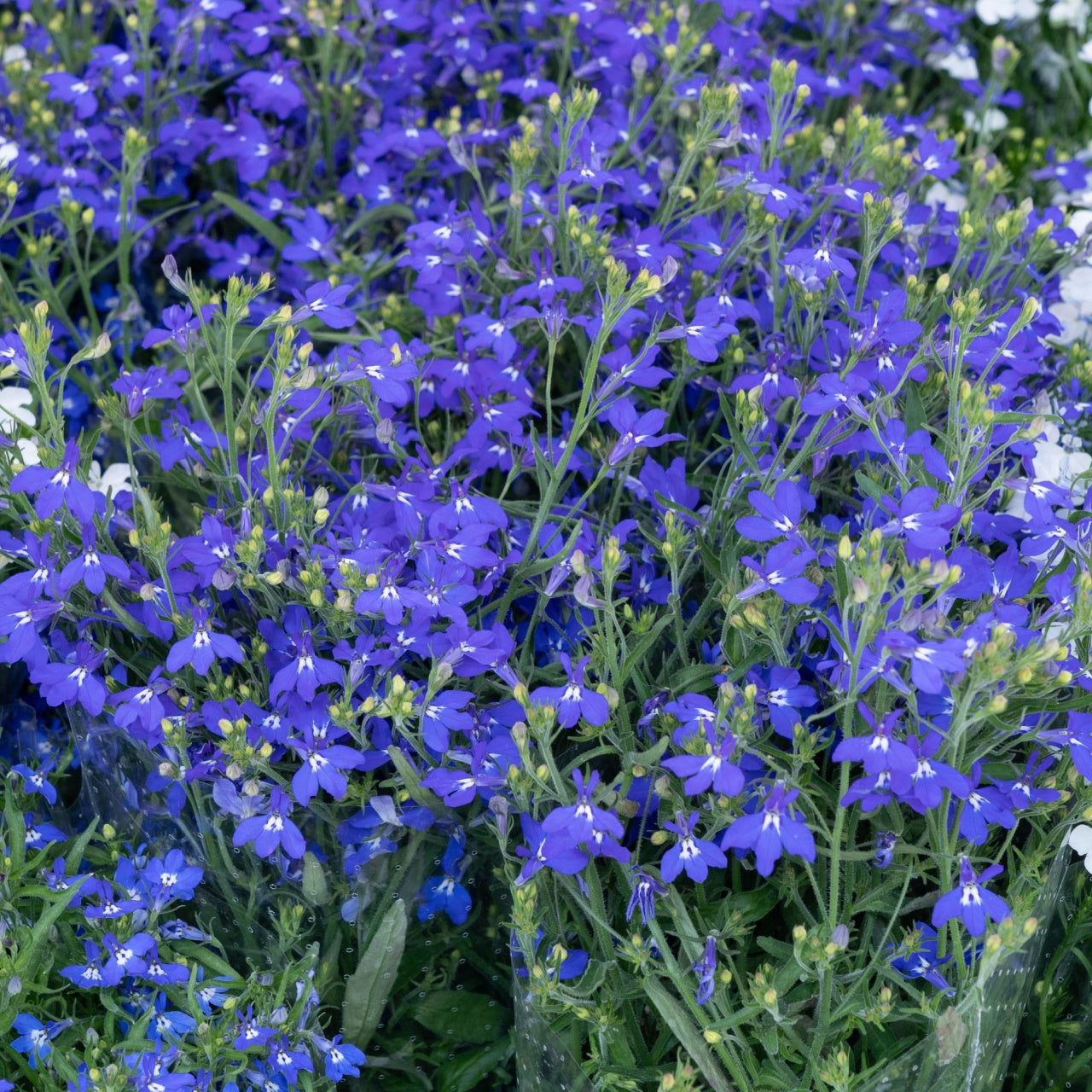 Blue Lobelia