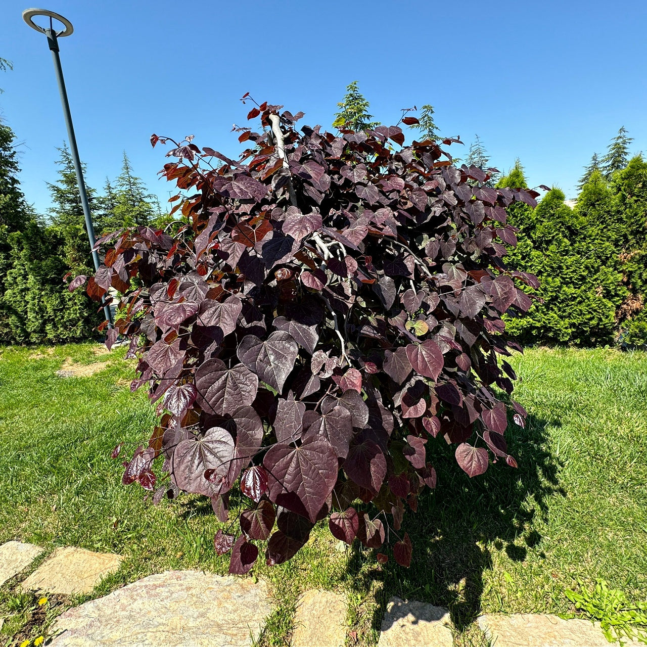 Forest Pansy Redbud Trees 