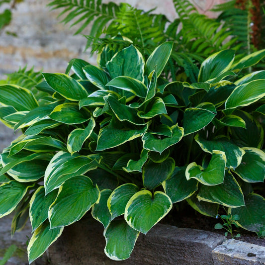 Hosta