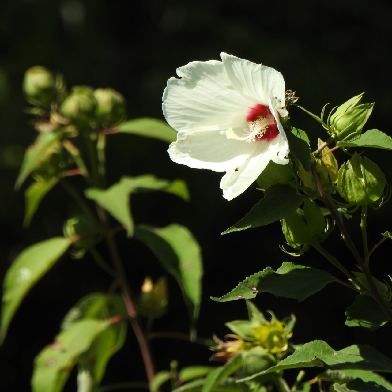 White Swamp Rose Mallow For Sale