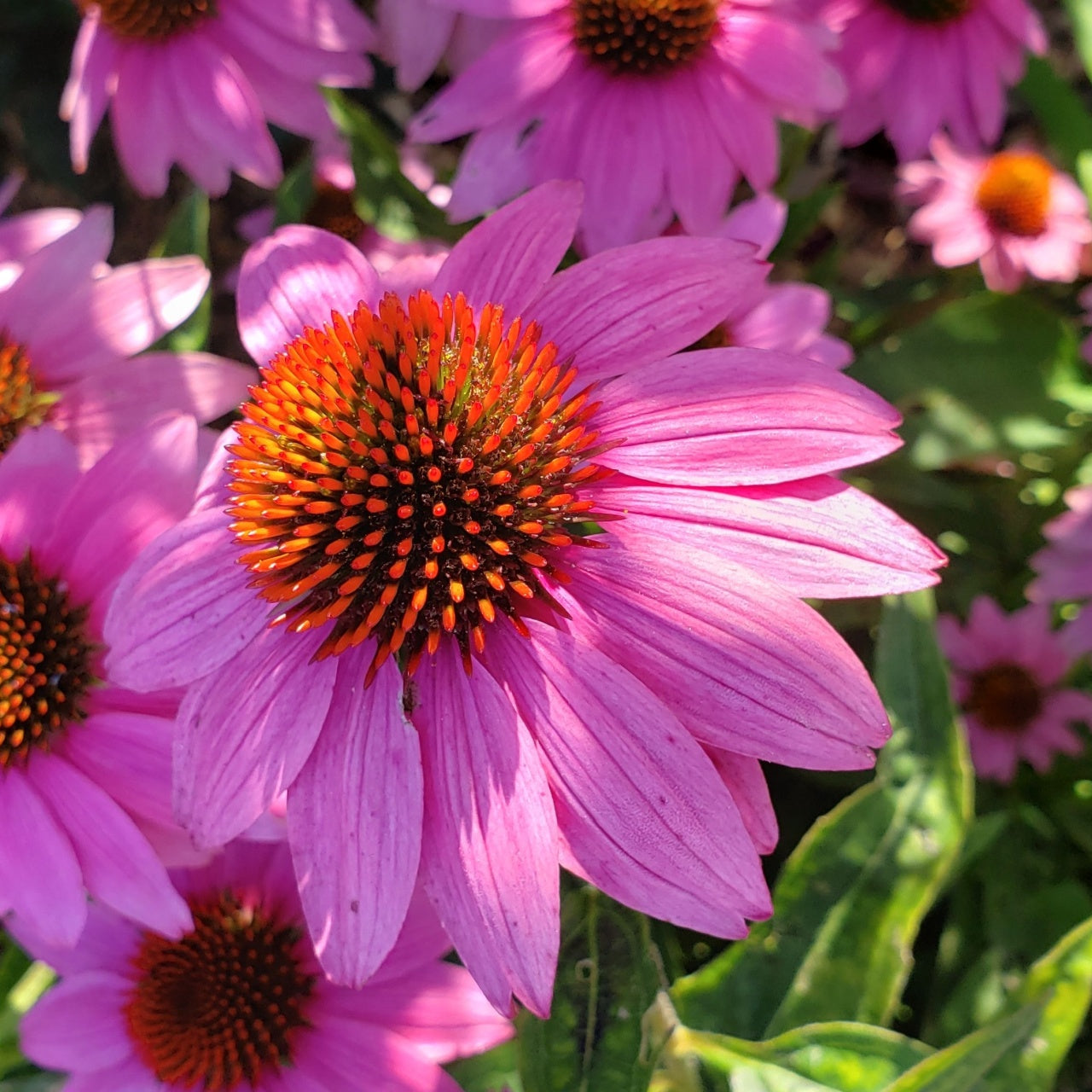 Echinacea Plant