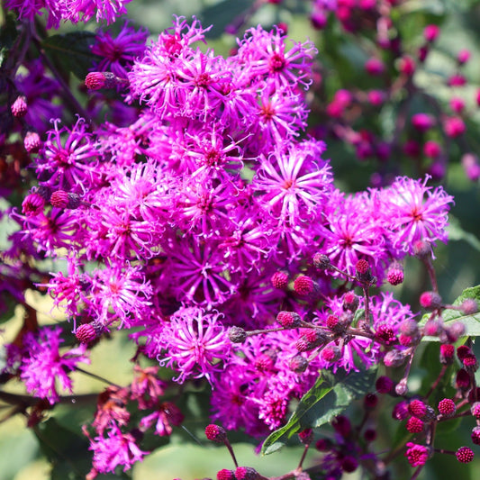 Ironweed Plant