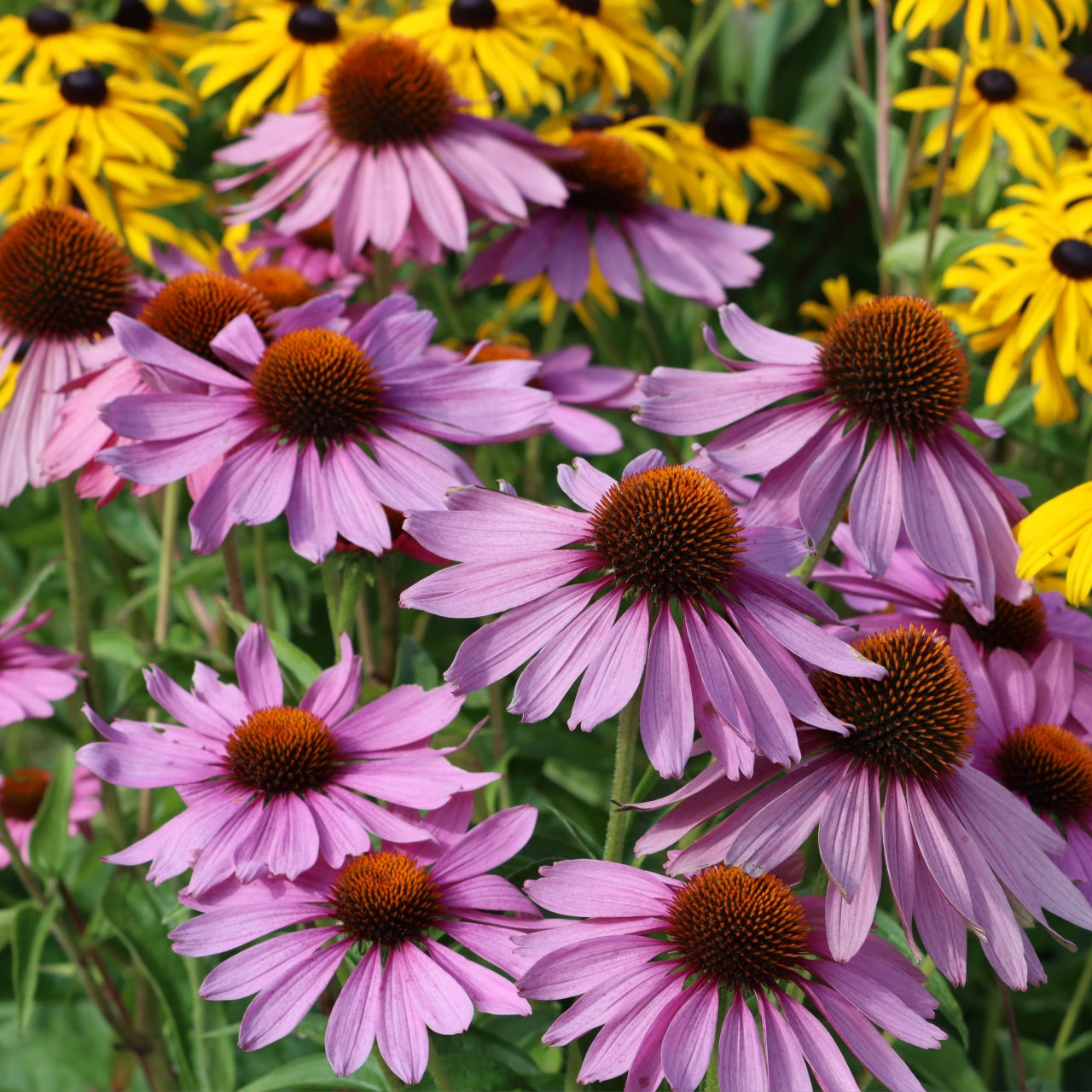 Echinacea Plant