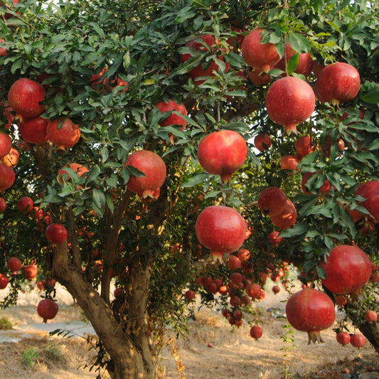 Pomegranate Tree