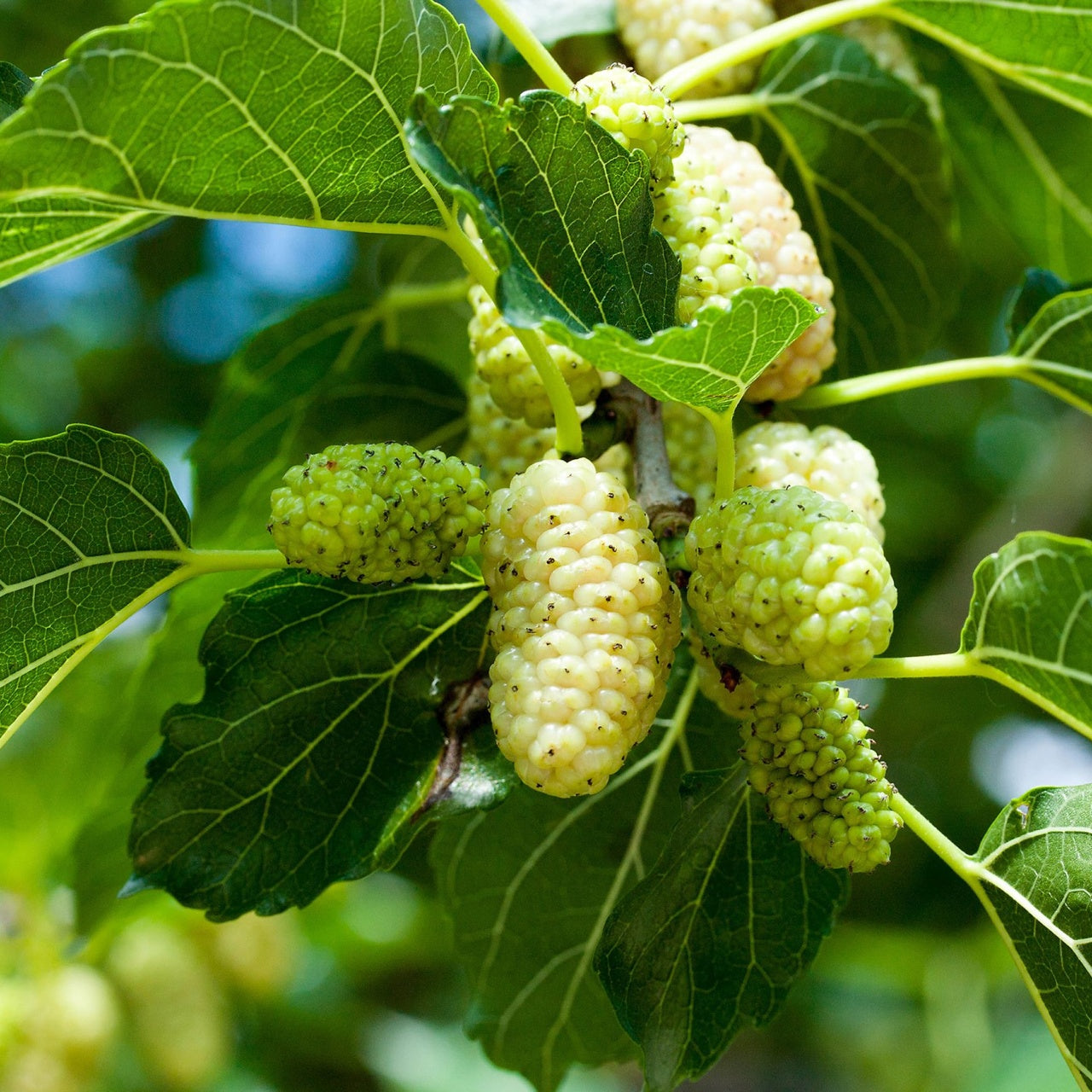 White Mulberry Tree