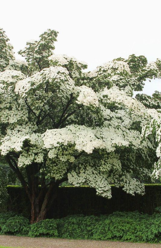 Kousa Dogwood