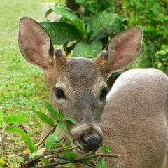 Deer Resistant Plants