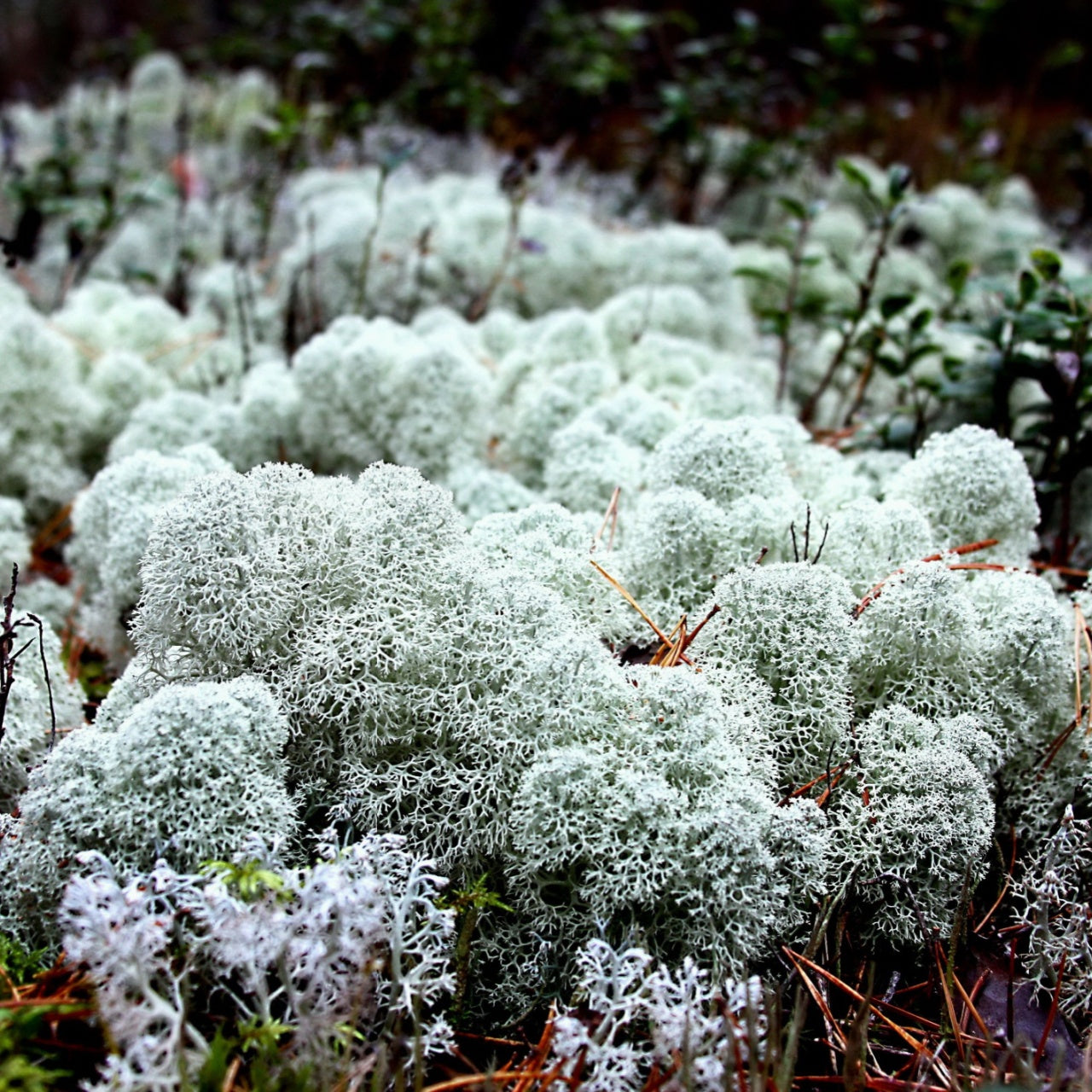 reindeer moss