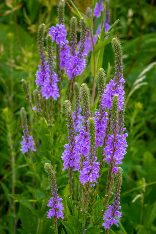 Blue Vervain