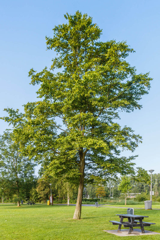 Carpinus American Hornbeam