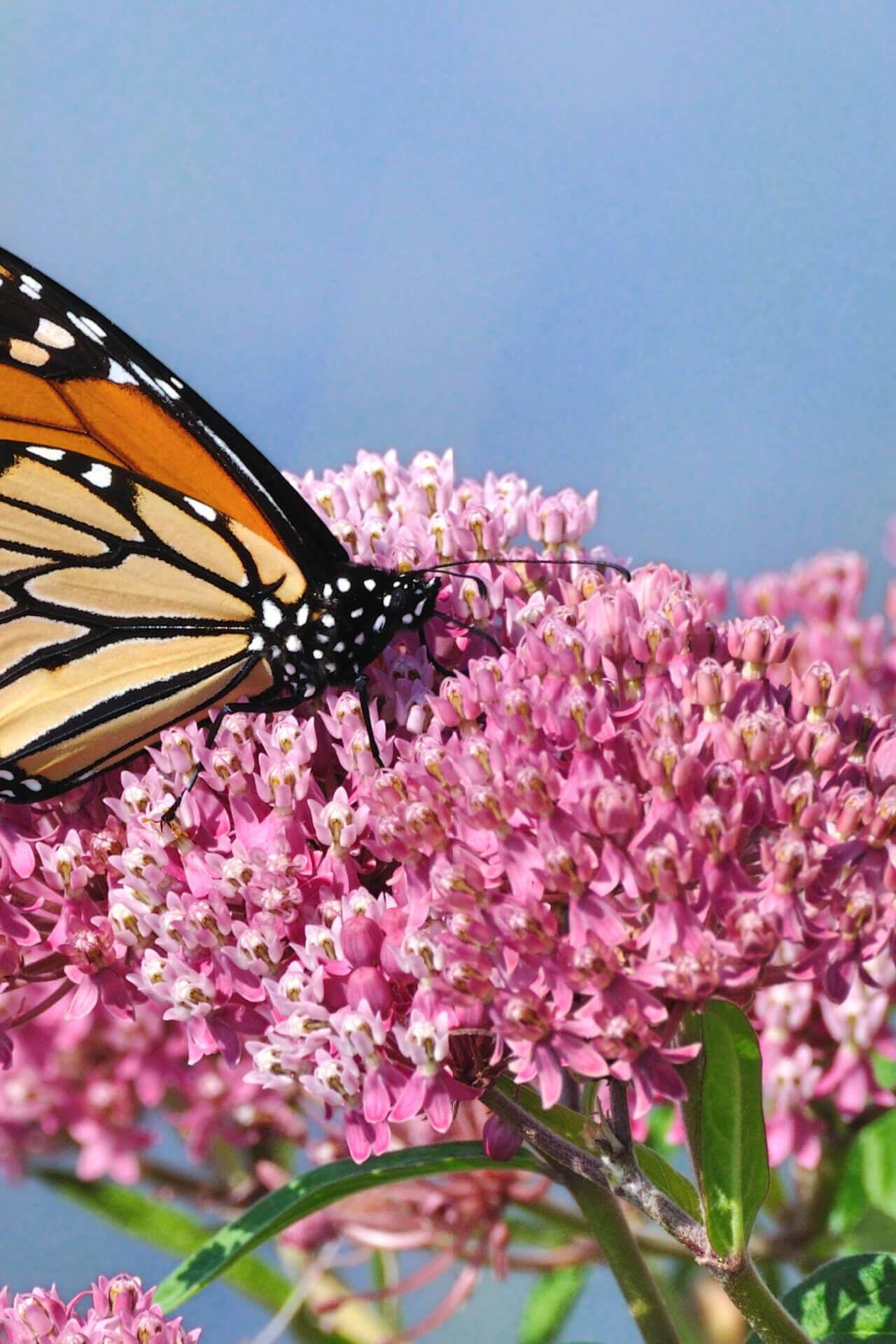 Milkweed Plant