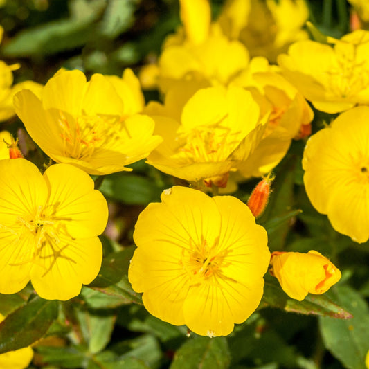 Yellow Primrose