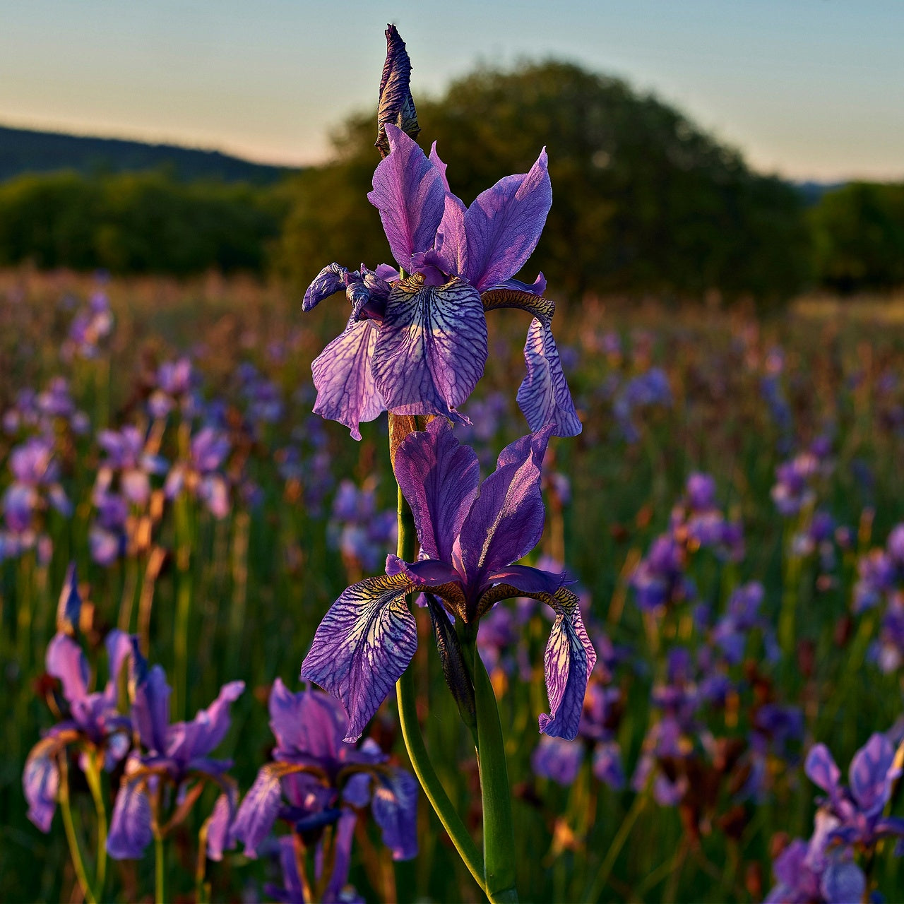 Siberian Iris