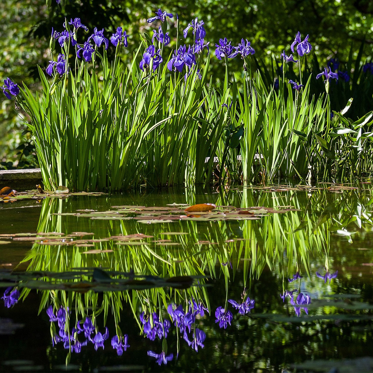 Siberian Iris Plants