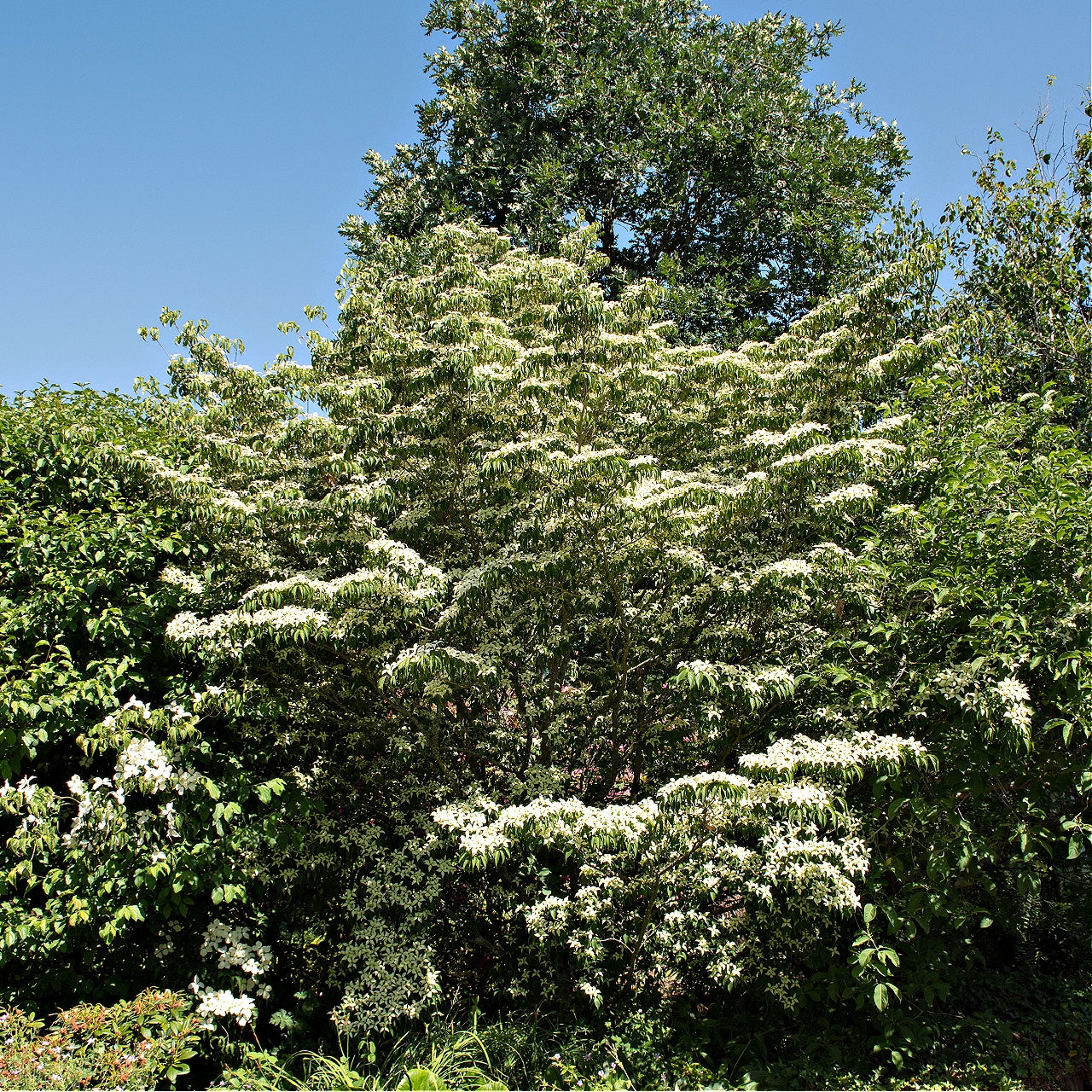 Silky Dogwood