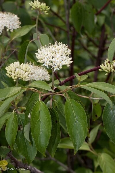 Silky Dogwood clusters of delicate white flowers on green stems with glossy leaves