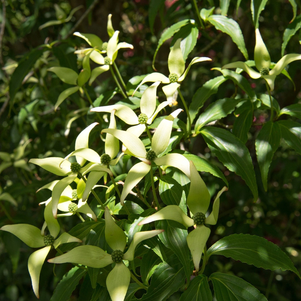 Silky Dogwoods