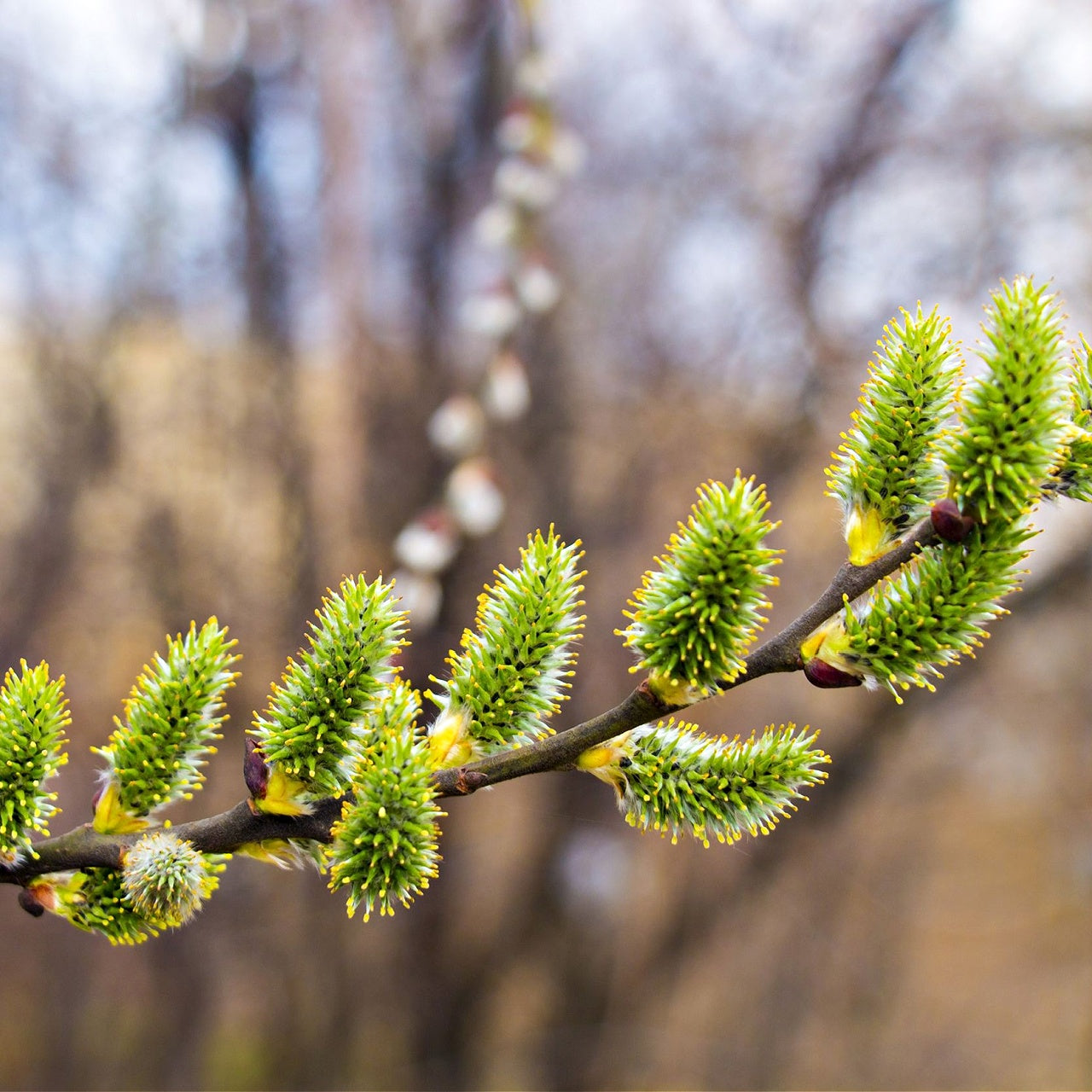 Silky Willow 