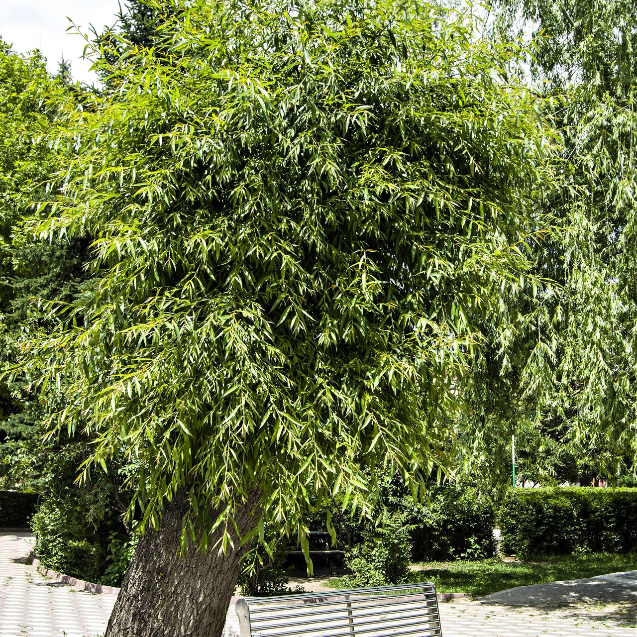 Silky Willow Tree