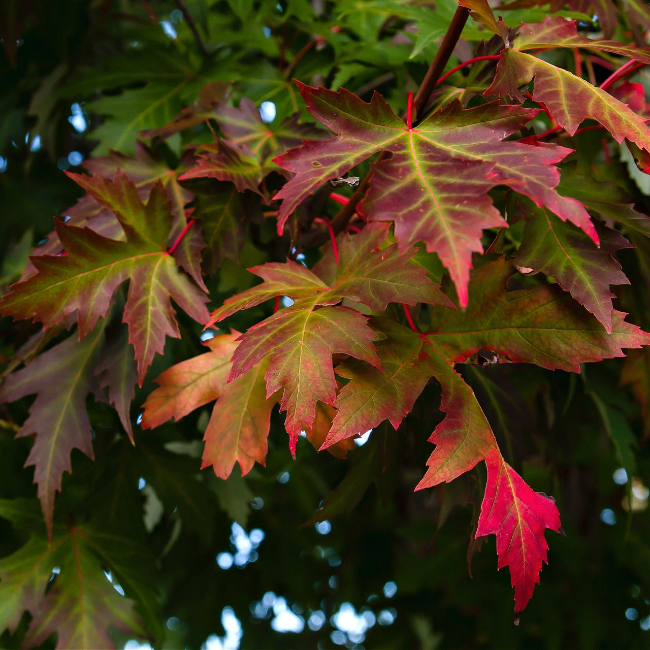 Silver Maple Foliage