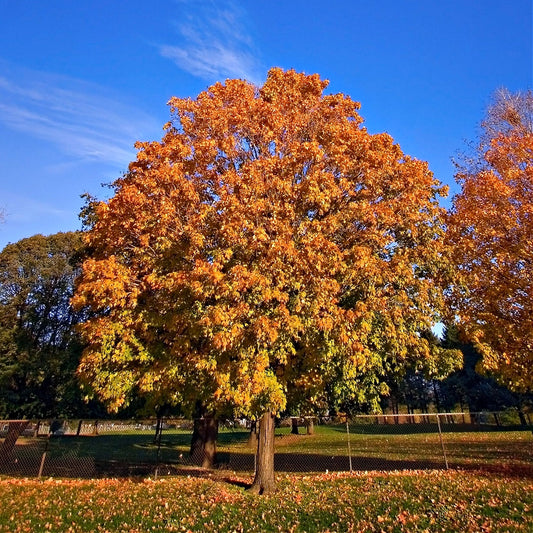 Silver Maple Live Stakes