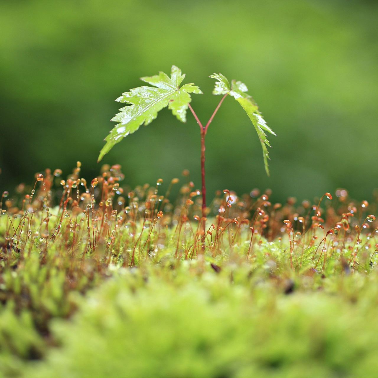 Silver Maple Seedling