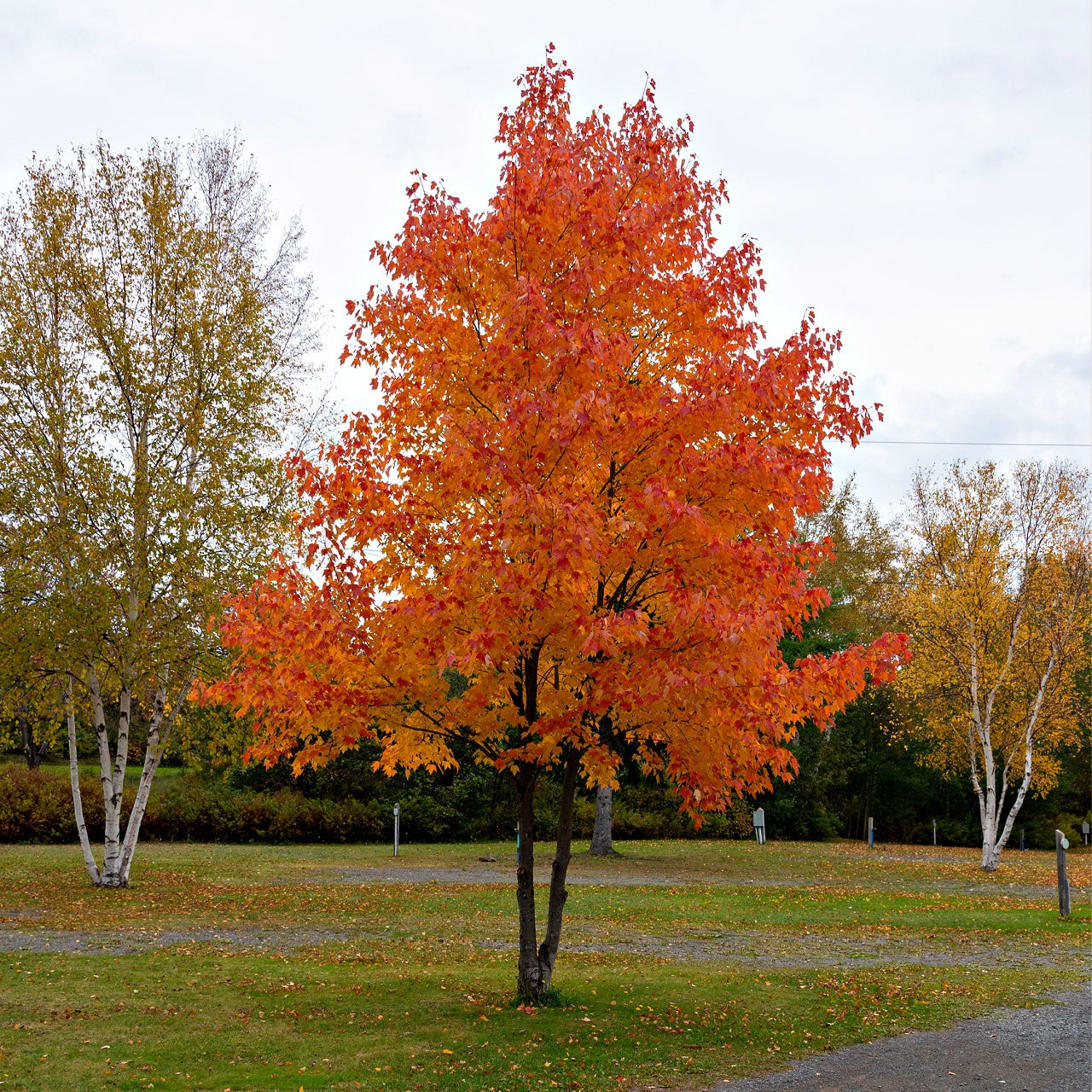 Silver Maple Tree