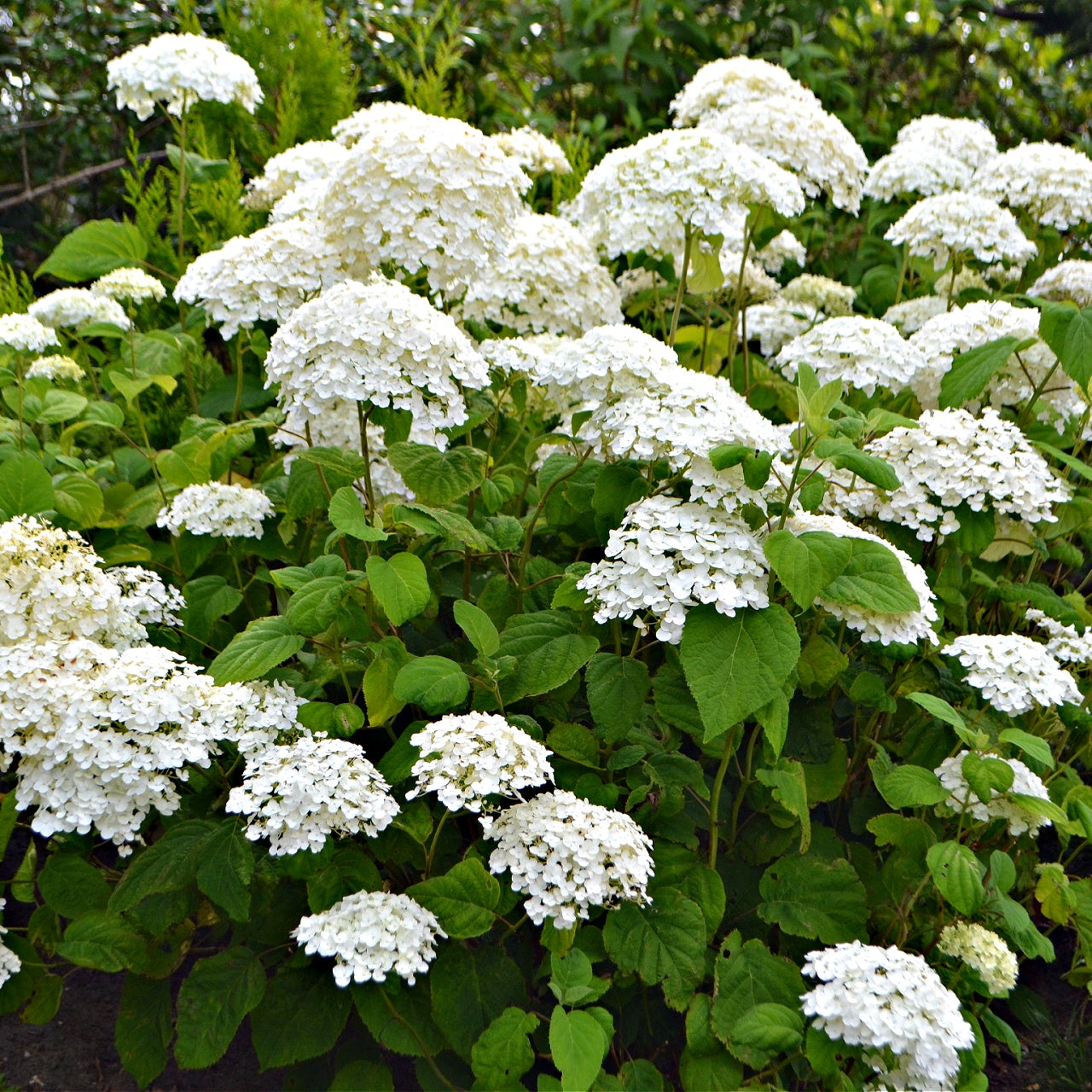 Smooth Hydrangea