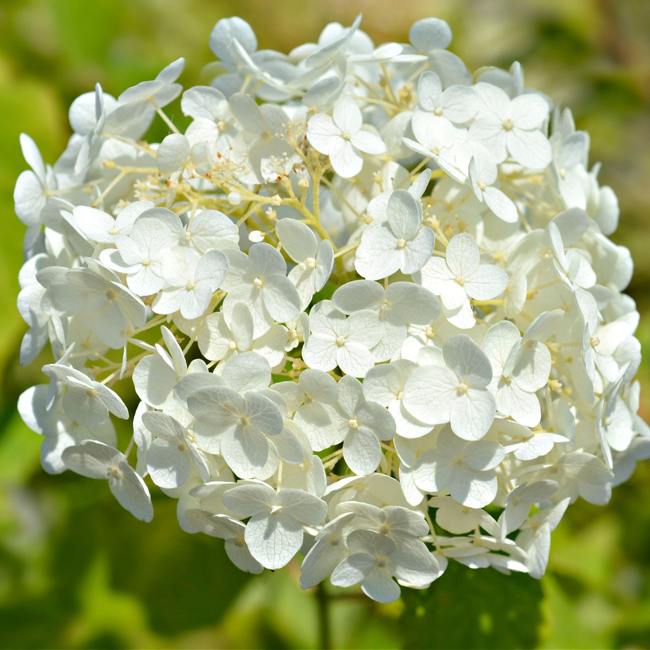 Smooth Hydrangea Bloom