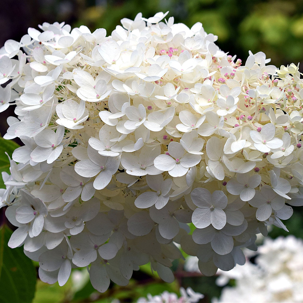 Snow Hill Hydrangea Seedling